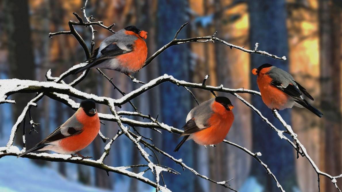 Снегири