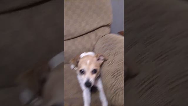 Politician Dog Gives In to the Both Ears Down Crowd in the Political Battle of the Century! Jack-Ch смотреть онлайн