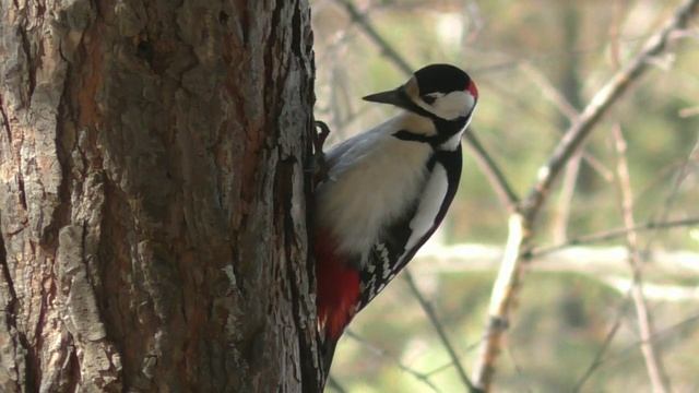 Птицы. смотреть онлайн
