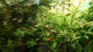 САЙДЕКС ДЛЯ АКВАРИУМА! САЙДЕКС ПРОТИВ ВОДОРОСЛЕЙ ЧЕРНОЙ БОРОДЫ И В КАЧЕСТВЕ ЖИДКОГО СО2 ДЛЯ РАСТЕНИЙ