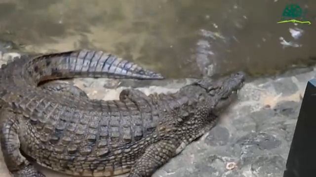 La Vanille Nature Park (Promo Video) смотреть онлайн