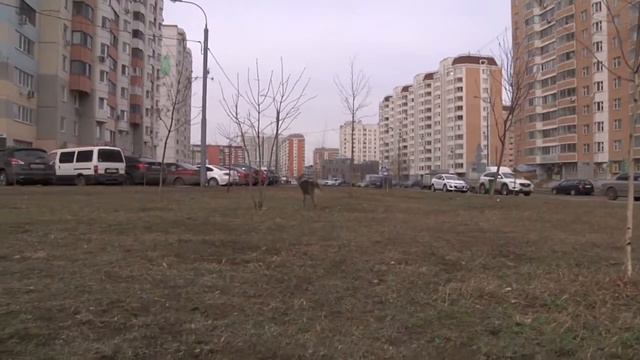 Волчок. 6 апреля 2014 года