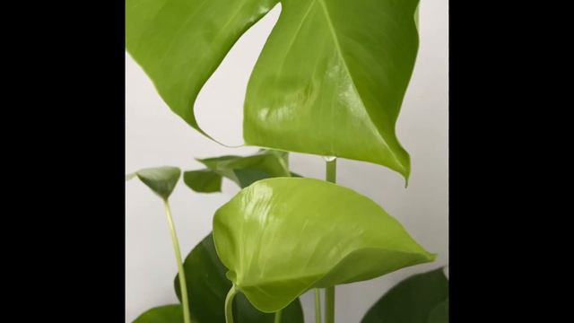 INDOOR PLANT ACTUALLY CRYING‼️ смотреть онлайн