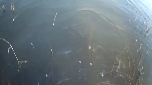 Ловим живца ...гольян на банку .. смотреть онлайн