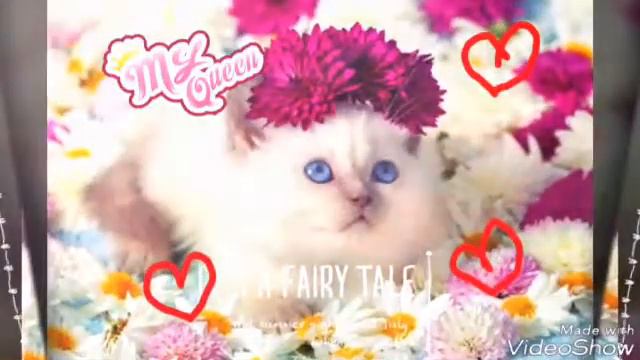 Милый,Маленькие Котята смотреть онлайн