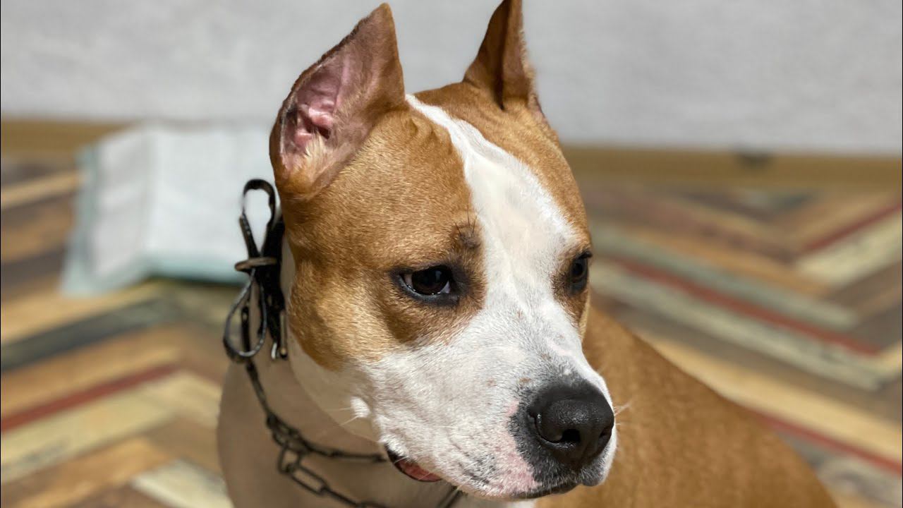 Влог из Жизни Инвалида Колясочника смотреть онлайн