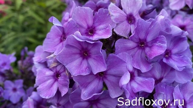 Флокс Морская Пучина моей селекции смотреть онлайн