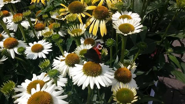 Цветы Бабочки Осы смотреть онлайн