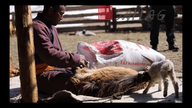 Вычесывание кашемировых коз в Монголии смотреть онлайн