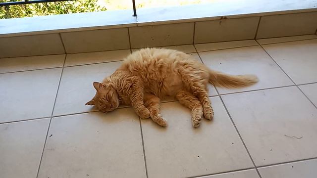 КОШАЧЬЯ ФИЛОСОФИЯ А ПРИЧЕМ ТУТ АРХИМЕД ?