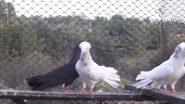 Порода - гданьский сокол. Кто они и откуда? Краткое описание. смотреть онлайн