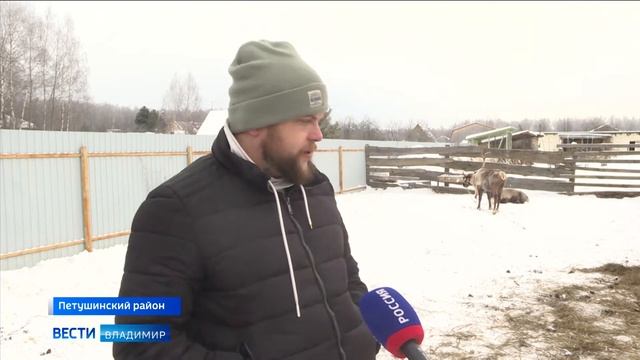 Фермеры из Петушинского района разводят северных оленей смотреть онлайн