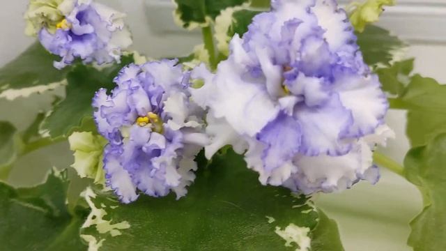 Фиалка ЛФ-Облака смотреть онлайн