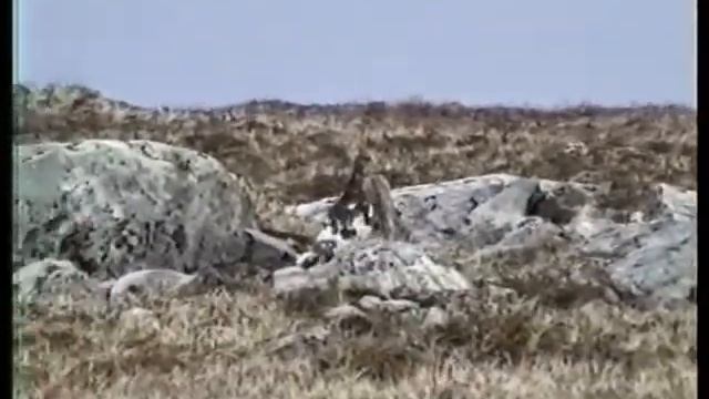 Rock Ptarmigan (Lagopus muta) Sweden 1991 смотреть онлайн
