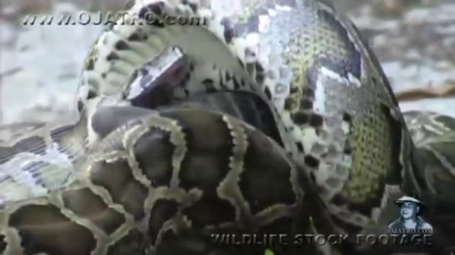 Python Chows Down on an Alligator - Slow Motion смотреть онлайн