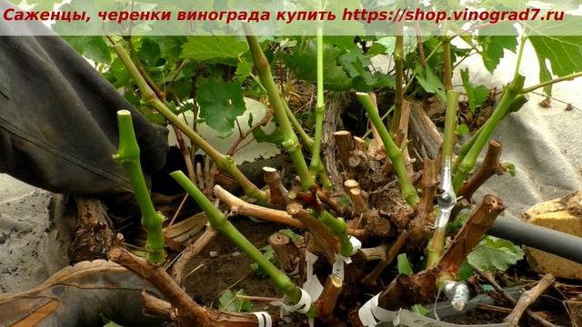 Прививки винограда - окулировка почкой подвоя на место почки привоя. Работа- только работа. Пузенко смотреть онлайн
