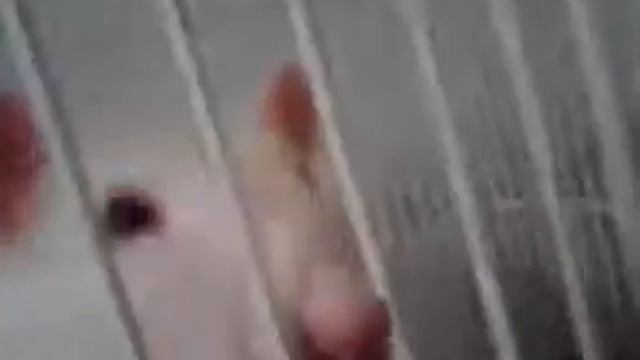 моя крыса генри смотреть онлайн