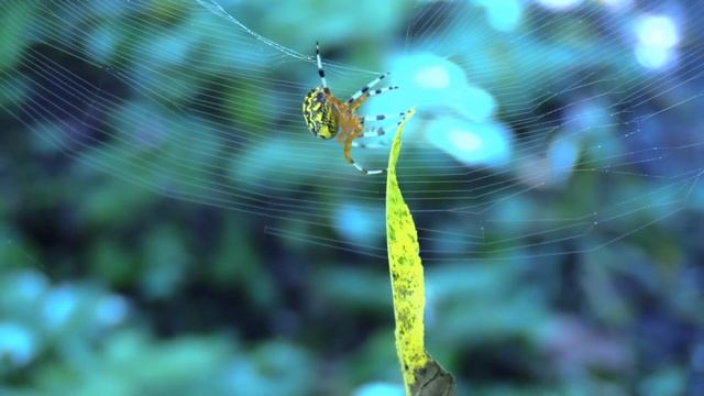 Worlds prettiest colorful spider - Canon VIXIA HF G40 смотреть онлайн