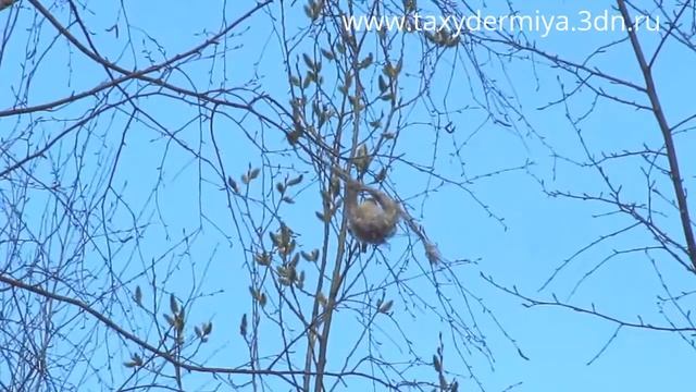 Ремез обыкновенный смотреть онлайн