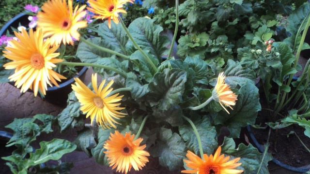 Gerbera - Stamps with Sara #06 смотреть онлайн