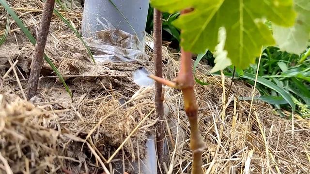 ПОЧЕМУ ПОЖЕЛТЕЛИ ЛИСТЬЯ НА ОДНОЛЕТНЕМ САЖЕНЦЕ ВИНОГРАДА? смотреть онлайн