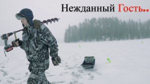 Рыбалка на Жерлицы или Зачем я Прикормил Гостя.. UHD