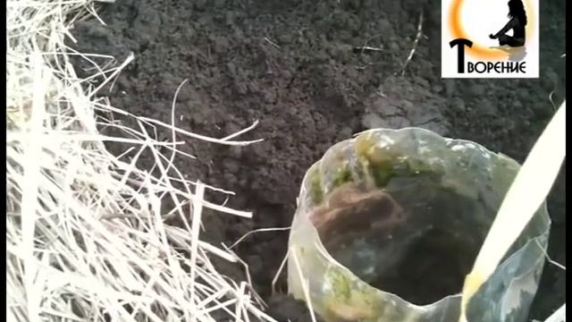 Медведка смотреть онлайн