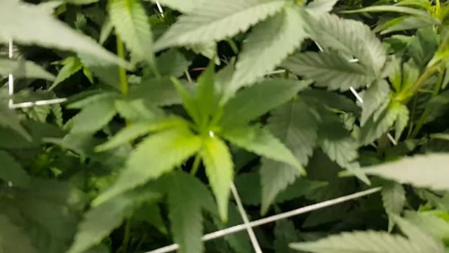 4x4 Tent 1000 Watt Adjust A Wing. PREFLOWERS!