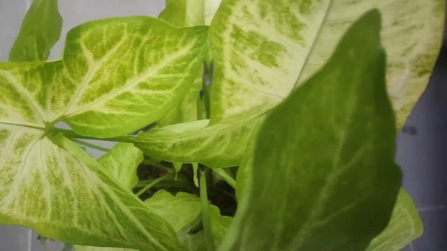 Personal Plant Collection: Syngonium Lemon
