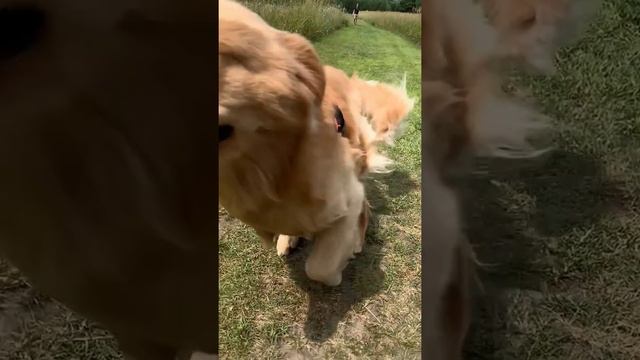 My Dog Pranks Me Into Getting What He Wants смотреть онлайн