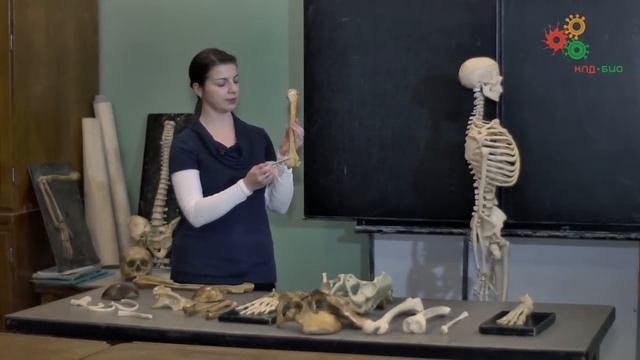 Анатомия человека. Строение скелета (И. Синёва) смотреть онлайн