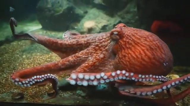 An Ocean on the Lake | Octopus, Shark, Stingray, & Snakes | ABC7 Chicago смотреть онлайн