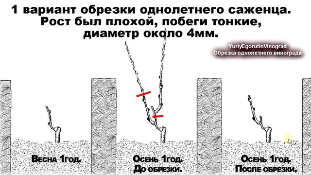 ? Школа виноградаря. Все 5 способов обрезки 1 летнего куста винограда. Как не ошибиться. Часть №4 смотреть онлайн