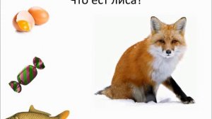 дикие животные   лиса
