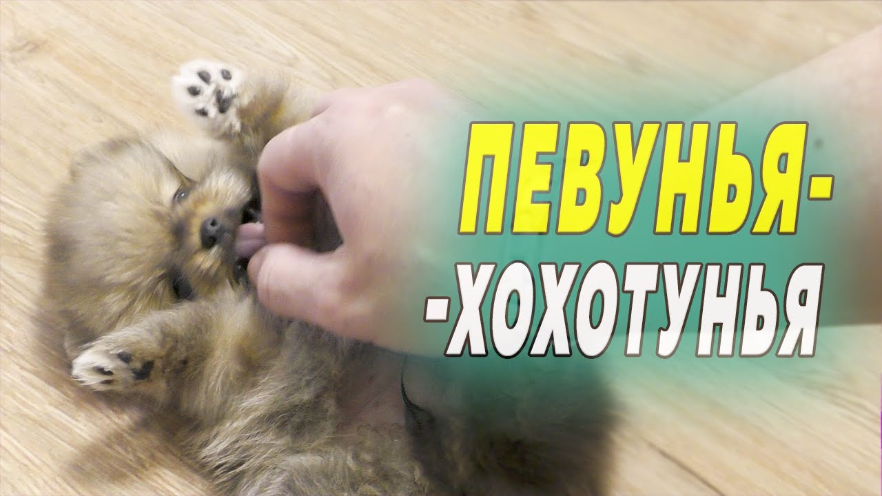 Щенкам шпица 44 дня. Голосящие маленькие шпицы-попрошайки. Готовимся к актировке