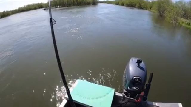 Камчатка. Река Большая, чавыча, сима и D-Contact 85. смотреть онлайн