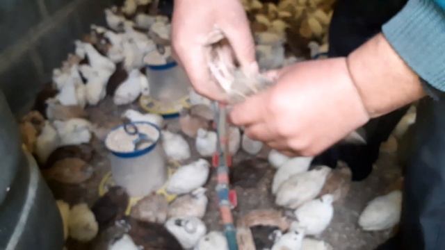 ЭКСПЕРИМЕНТ!НАПОЛЬНОЕ vs КЛЕТОЧНОЕ СОДЕРЖАНИЕ ПЕРЕПЕЛОВ.38 день результат конкурса!!! смотреть онлайн