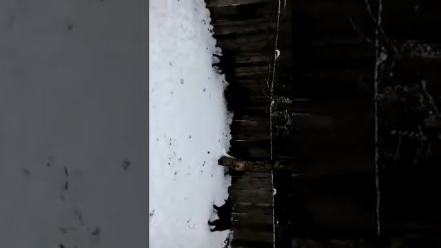 щенки первое знакомство с кабаном 6 мес (в-бой+ муха Графова) смотреть онлайн