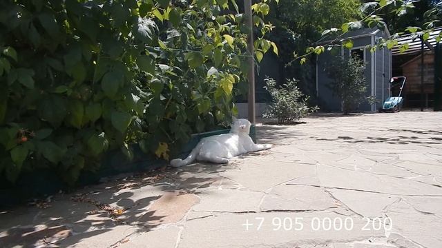 Немногословный оператор смотреть онлайн