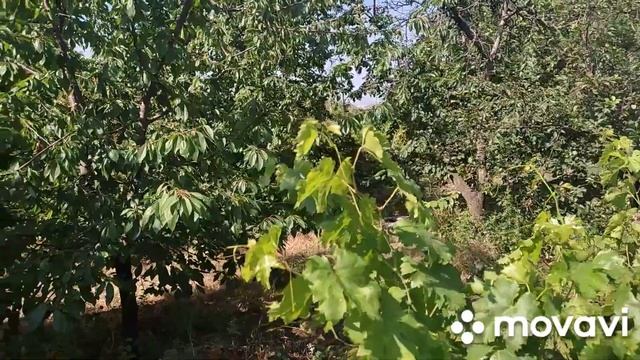 Готовлю летнюю армянскую долму. Прогулка по саду, #курага смотреть онлайн