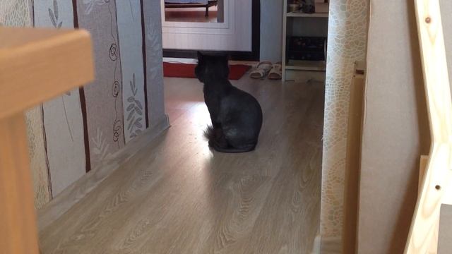 Кот Тишка испугался стука дверцы смотреть онлайн