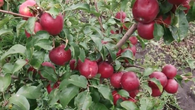 Яблоня Моди. Супер скороплодная яблоня Ростов-на-Дону | Dulce Gardens