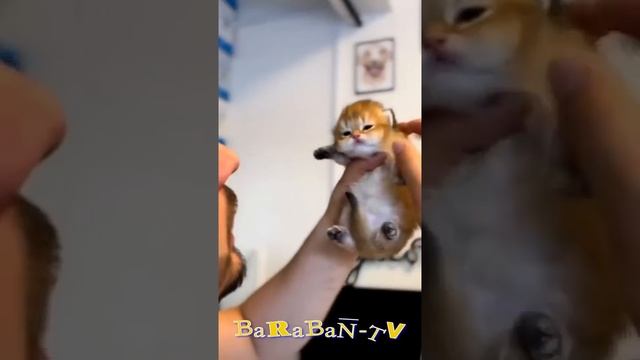 ? The Funniest And Most Beautiful Kittens In The World! ? Funny Video With Cats And Kittens! ?