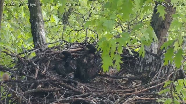 Kits visit the nest and eaglets react. 5/4/2021 смотреть онлайн