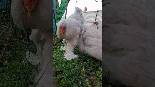 Брама Лаванда смотреть онлайн