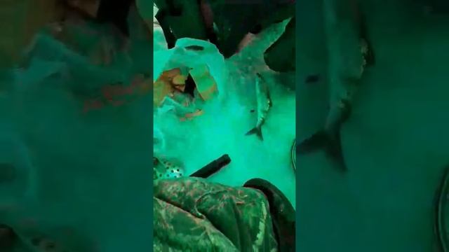 Омуль с глубины 200 метров. смотреть онлайн