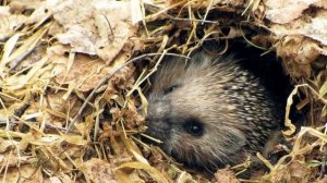 Что делают животные осенью и как готовятся к зиме