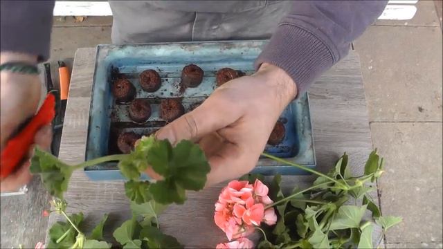 Geranien durch Stecklinge vermehren & überwintern смотреть онлайн
