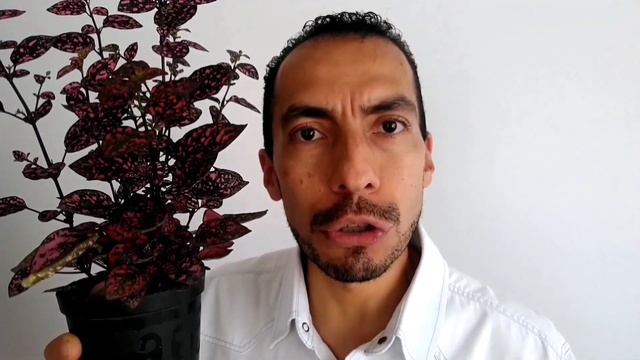 POLKA Hypoestes phyllostachya CUIDADO Y MANTENIMIENTO смотреть онлайн