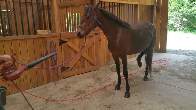 Leya (Crux Cattleya) Enjoying a Blow Dry смотреть онлайн